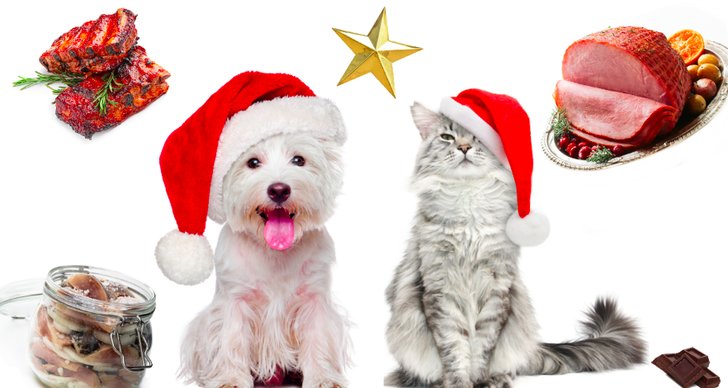 Julmat, Jul, Katt, Husdjur, Hund